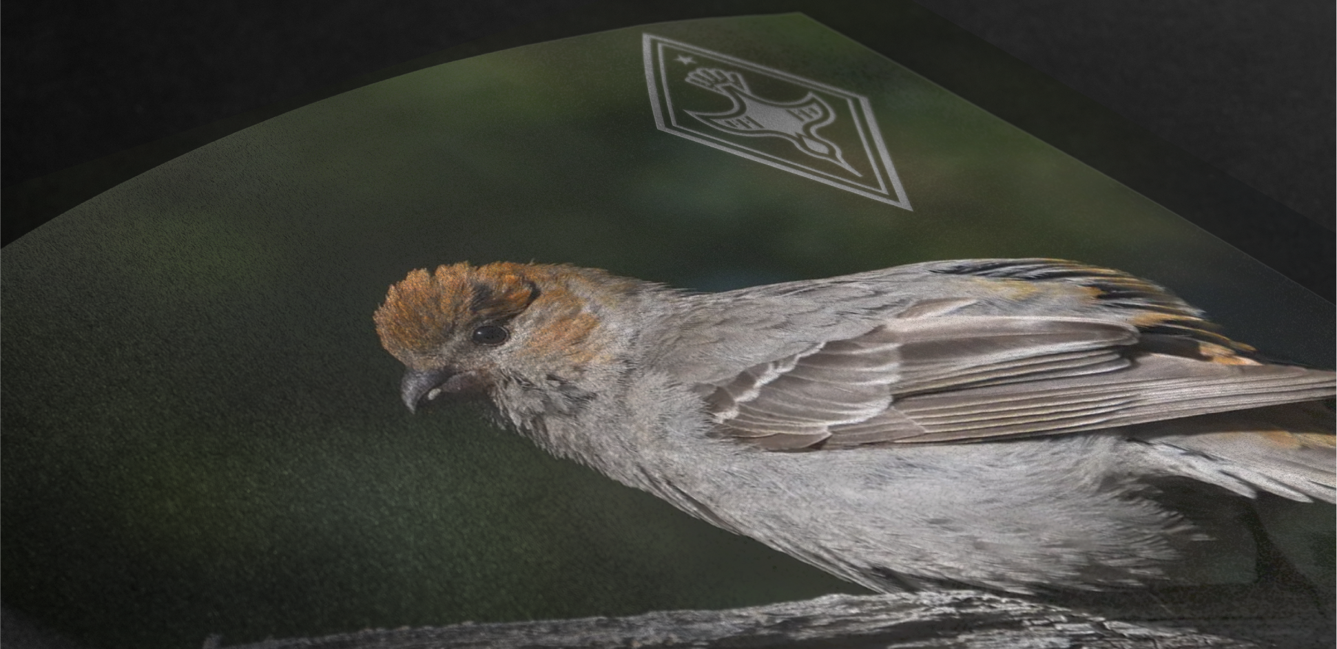 Diondre Ryan Logo Watermark on Diondre's Bird Picture